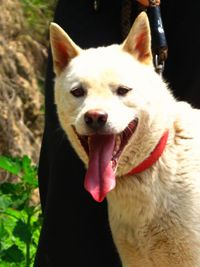 Lobo