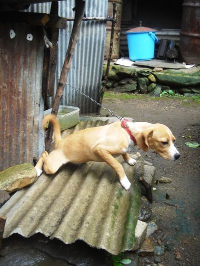 Dog tethered to corrugated tin dog house