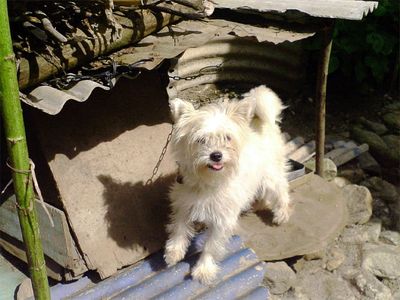 Small dog chained to makeshift dog house