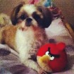 Hahaha Bailey loves Angry Birds too!