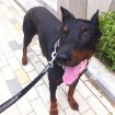 Dobie the Doberman, doberman, male, adopt, south, korea