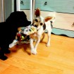 Playing tug-of-war with her favorite friend Myles and her favorite thing...SOCKS!