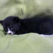 3 weeks old, abandoned kitten, male, black and white, cute, quiet