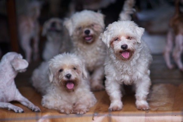 The Story of a Pet Shop Dog Animal Rescue Korea