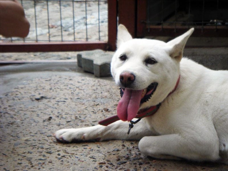 Korean hot sale jindo rescue