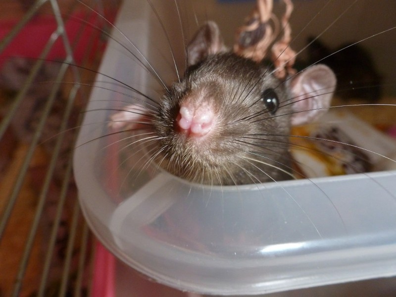 Adopt rats near sales me