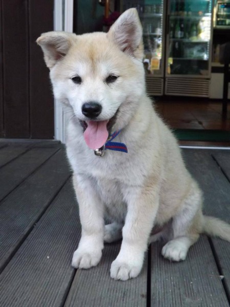 Jindo puppy | Adopt a dog in Sokcho - 속초